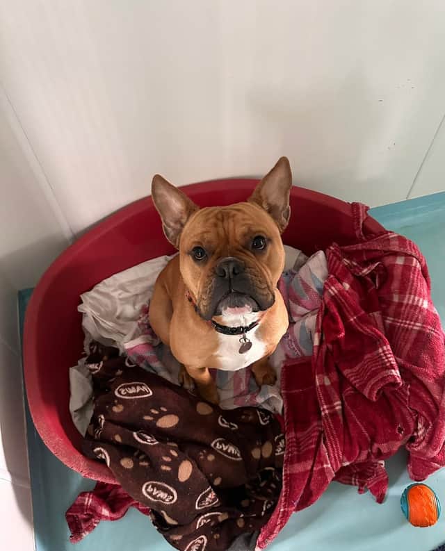 French bulldog cross, Delboy, named after the much-loved Only Fools and Horses character, was continually overlooked by potential adopters and became RSPCA’s Longview Animal Centre in Stalmine longest-staying resident.