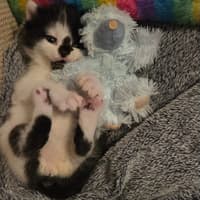 We have no idea how these kittens ended up on the M55 motorway... it's heartbreaking