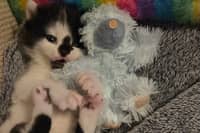 David, the sole surviving kitten from the M55 rescue, is now doing well in foster care.