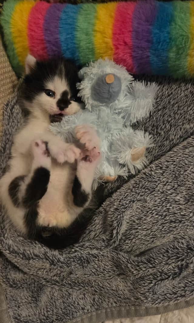 David, the sole surviving kitten from the M55 rescue, is now doing well in foster care.