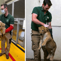 I did health checks for this Blackpool Zoo lion cub's father 11 years ago, it's a full circle moment!