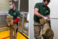 A zoo keeper has experienced a special full-circle moment after helping carry out routine health checks on a lion’s cubs, 11 years after assisting with their father’s checks as a youngster.