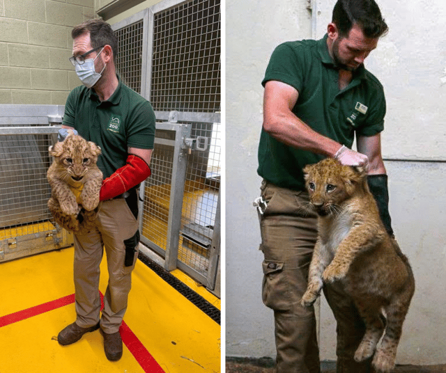A zoo keeper has experienced a special full-circle moment after helping carry out routine health checks on a lion’s cubs, 11 years after assisting with their father’s checks as a youngster.