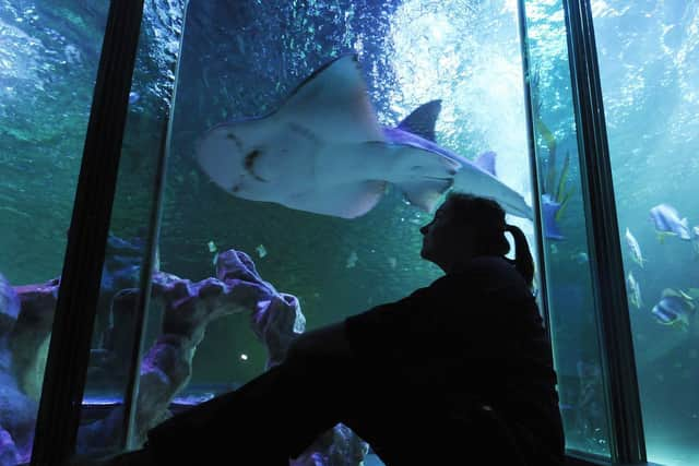 There are more than 2,000 marine animals to marvel at and visitors can talk a walk through the underwater tunnel and see sharks swim above. Youngsters can enjoy meeting creatures at the Rock Pool.