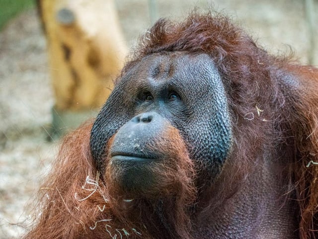 Ramon - picture by Blackpool Zoo