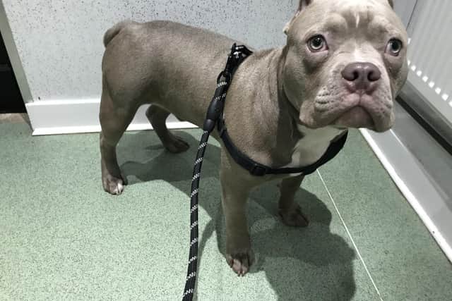 Tyson had his floppy ears cut back to short points