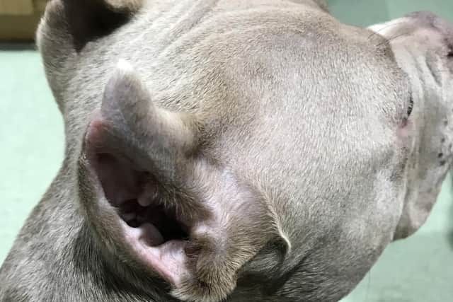 Often these dogs have their ears cropped as puppies, sometimes as young as six-weeks-old