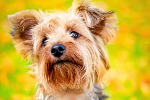 New study finds clever dogs can recognise what their owners and other people are saying to them