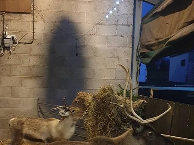 Reindeer