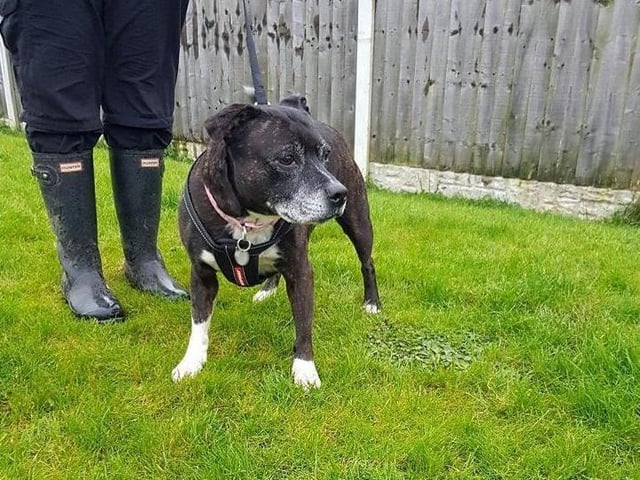 Socks is a 10 year-old Staffordshire Bull Terrier. The RSPCA says: "Socks is an excitable girl who came into the centre as her previous owner could no longer give her the care she needed."