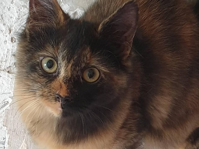 A kitten which was one of 10 cats found abandoned in a cardboard box in Greater Manchester last Christmas