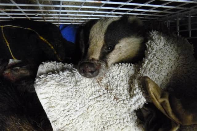 Jack Riley,from Fleetwood, has been handed a suspended prison sentence after pleading guilty to badger digging and baiting. Pic: RSPCA