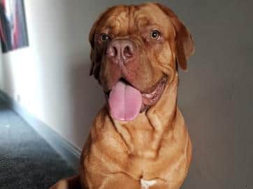 Mack is aone-year-old Dogue de Bordeaux. (Credit: Mitchell Flack)