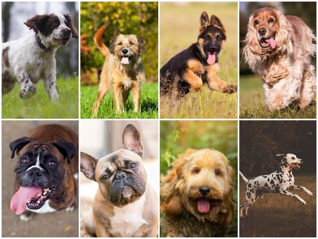 Dangerous dogs