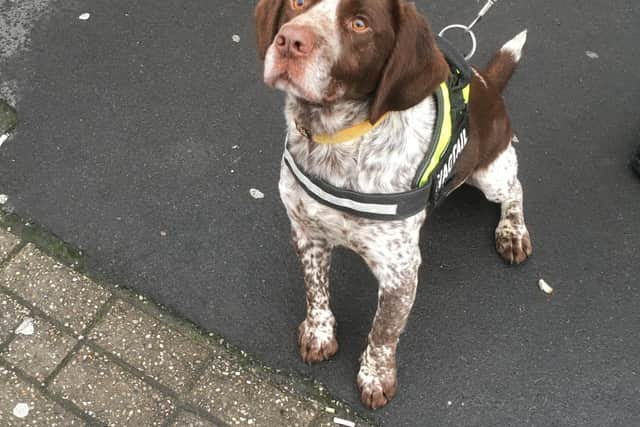 A pictured released by Blackpool Council on Monday, December 23, 2019, showed one of the sniffer dogs used to raid seven resort shops (Picture: Blackpool Council)