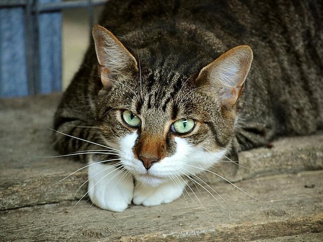 Stock image of a cat