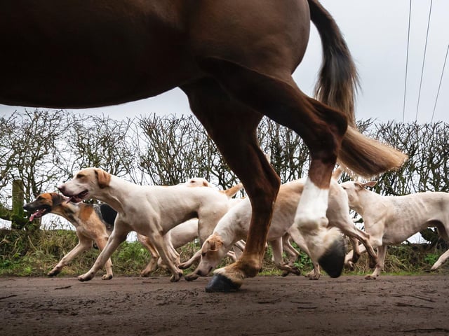 Fox hunting was banned under the Hunting Act 2004
