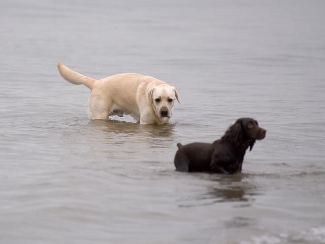 New Year's Day dip in Fleetwood