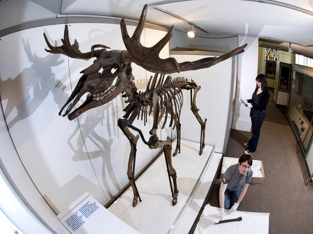 Horace the Elk, now on display at the Harris Museum in Preston