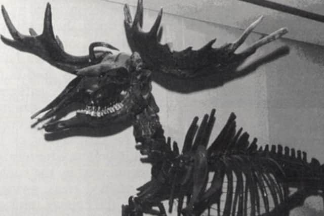 An early photo of the elk after it's skeleton was excavated from beneath the floorboards of a house in Carleton