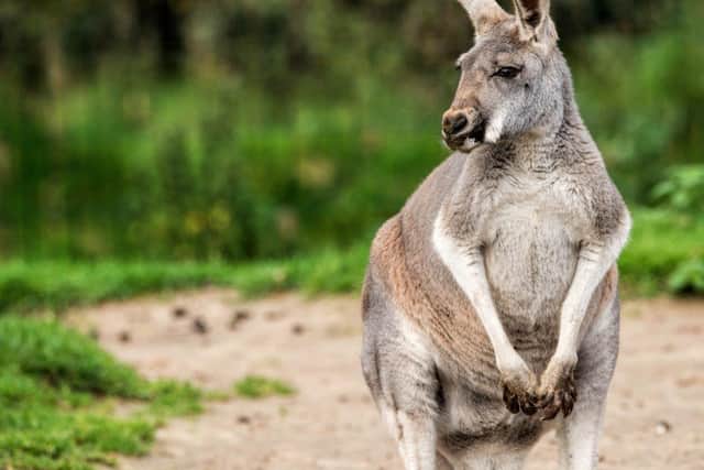 A grey kangaroo, one of Blackpool Zoo's Australian natives