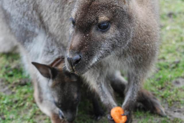 A wallaby with her joey, one of Blackpool Zoo's Australian residents