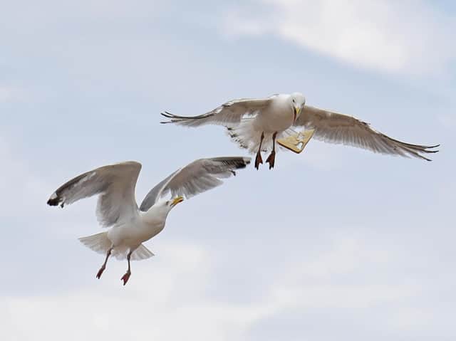 Seagulls
