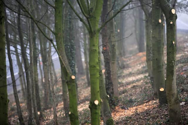 Council chiefs have said they will consult more over tree felling