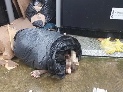 The suspected dead animal on Devonshire Road. Picture by Sophie Hardman