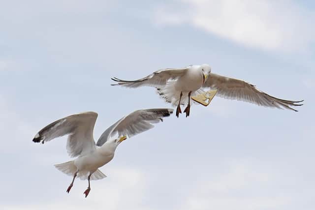 Blackpool seagulls