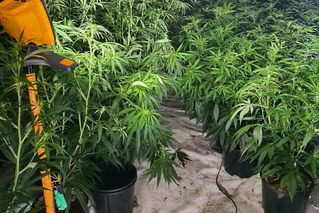 Police found 1,000 plants within the unit with a street value of 1,000,000. (Credit: Lancashire Police)