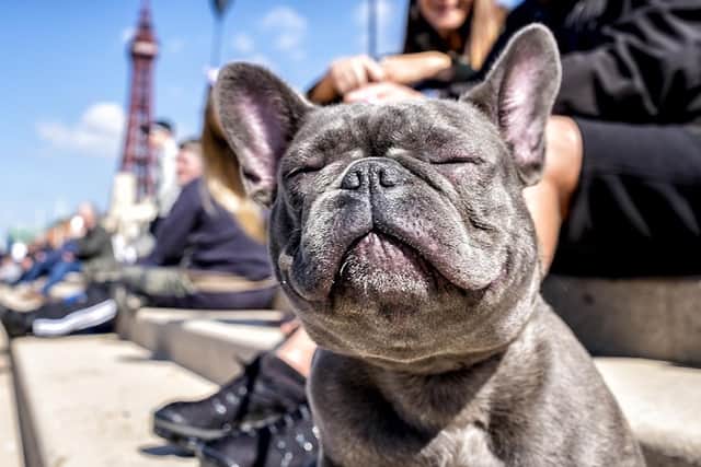 This little pooch is trying to upstage Blackpool Tower