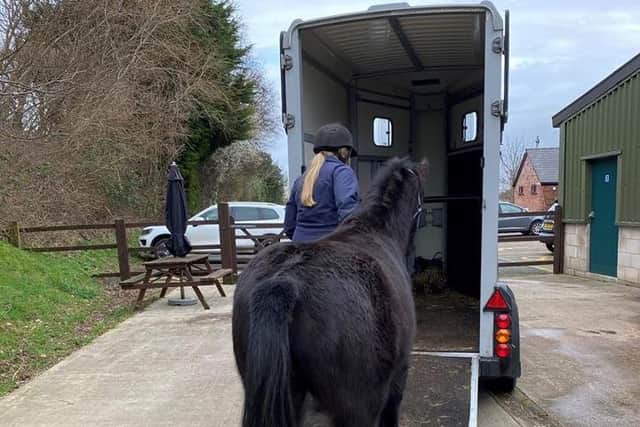 Clyde heads off to pastures new. Picture by World Horse Welfare