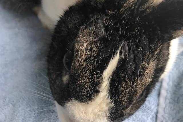 The rabbit- an adult female nicknamed Willow by Kim - was taken to avet for a check-up andwas found not to be sick or hurt (Picture: RSPCA)