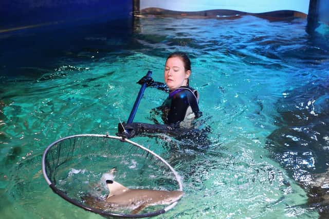 Tricky task of capturing a baby blacktip shark at Sea Life centre, in Blackpool 
Photo: Jason Lock