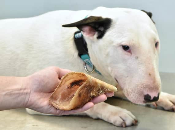 Milly the bull terrier from Blackpool who needed emergency surgery after swallowing a bone