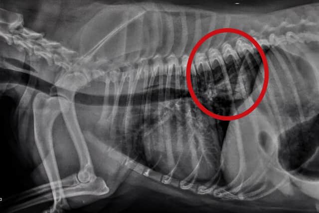 X-ray showing the cow hoof blockage in the stomach of Milly the bull terrier from Blackpool