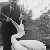 Director of the North of England Zoological Society, George Mottershead, inspects a pelicans throat at Chester Zoo, March 13 1966. (Photo by J. Smith/Fox Photos/Hulton Archive/Getty Images)