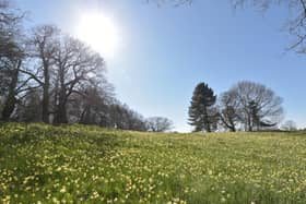 Field full of daffodils