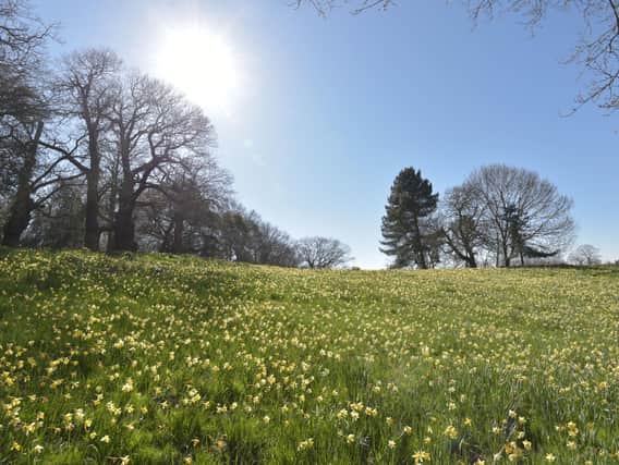Field full of daffodils