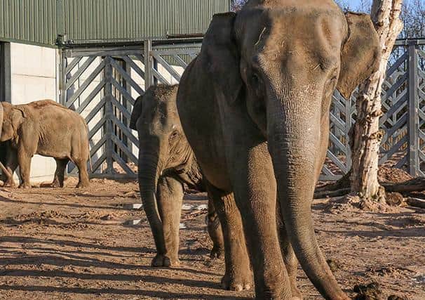 Elephants at Blackpool Zoo