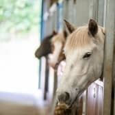 Horses being cared for by World Horse Welfare