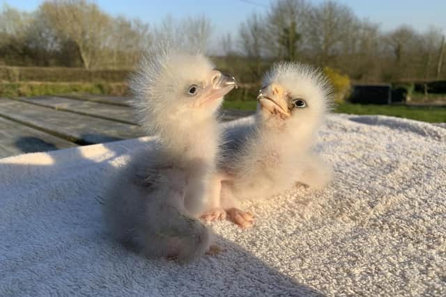 Two Steller's sea eagle chicks, which have been named Rishi and Boris after the North Yorkshire National Centre for Birds of Prey was "saved" by the Government's job retention scheme.
