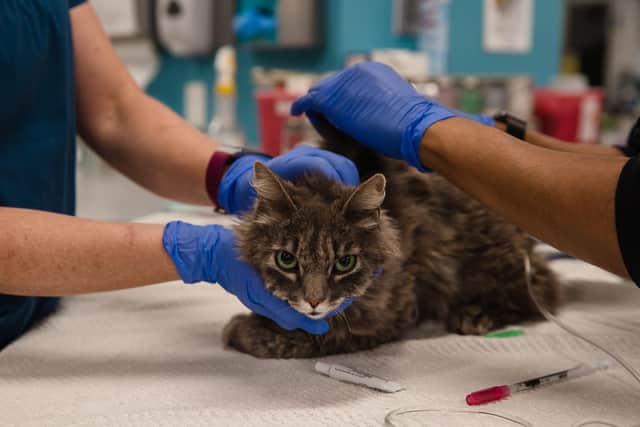 Two cats in New York have become the first pets in the US to test positive for the new coronavirus (Photo by ARIANA DREHSLER/AFP via Getty Images)