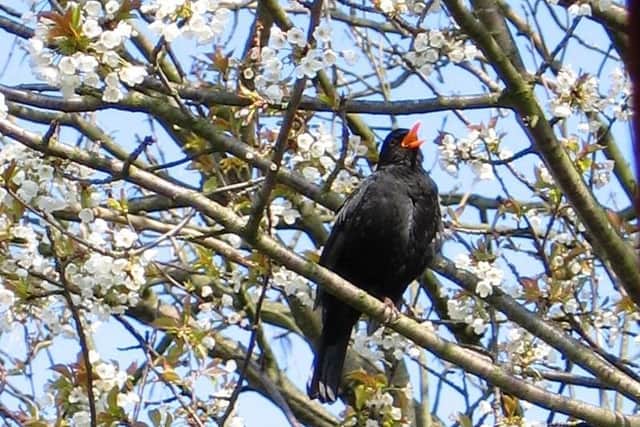 Blackbird  on song photographed by Alan Wright