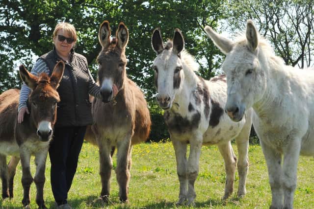 Gillian Morris has cared for the donkeys since October