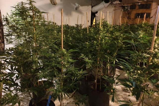 Police uncovered over 500 cannabis plants worth up to 500,000at a cannabis farm inPoulton-le-Fylde. (Credit: Lancashire Police)
