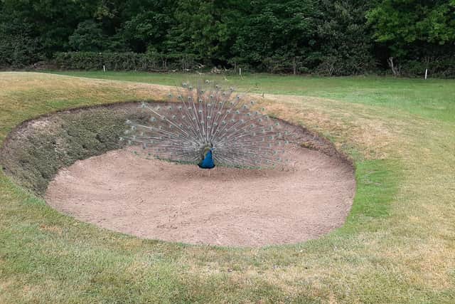 Dave the peacock in his favourite bunker on the 16th at Fairhaven Golf Club
