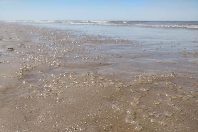The blob-like creatures are washing up in their thousands on beaches across the Fylde coast, but the salps are considered harmless by experts (Picture: Michael Holmes for JPIMedia)