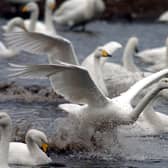 Martin Mere wetland is to reopen